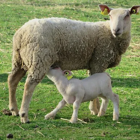 La Roulotte De Lola - D'hotes Panzió 3*