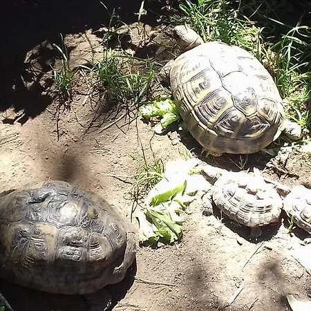 La Roulotte De Lola - D'hotes Panzió