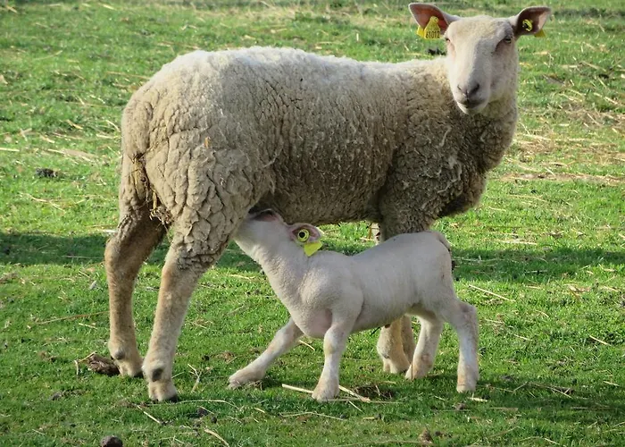 La Roulotte De Lola - D'hotes Отель типа 